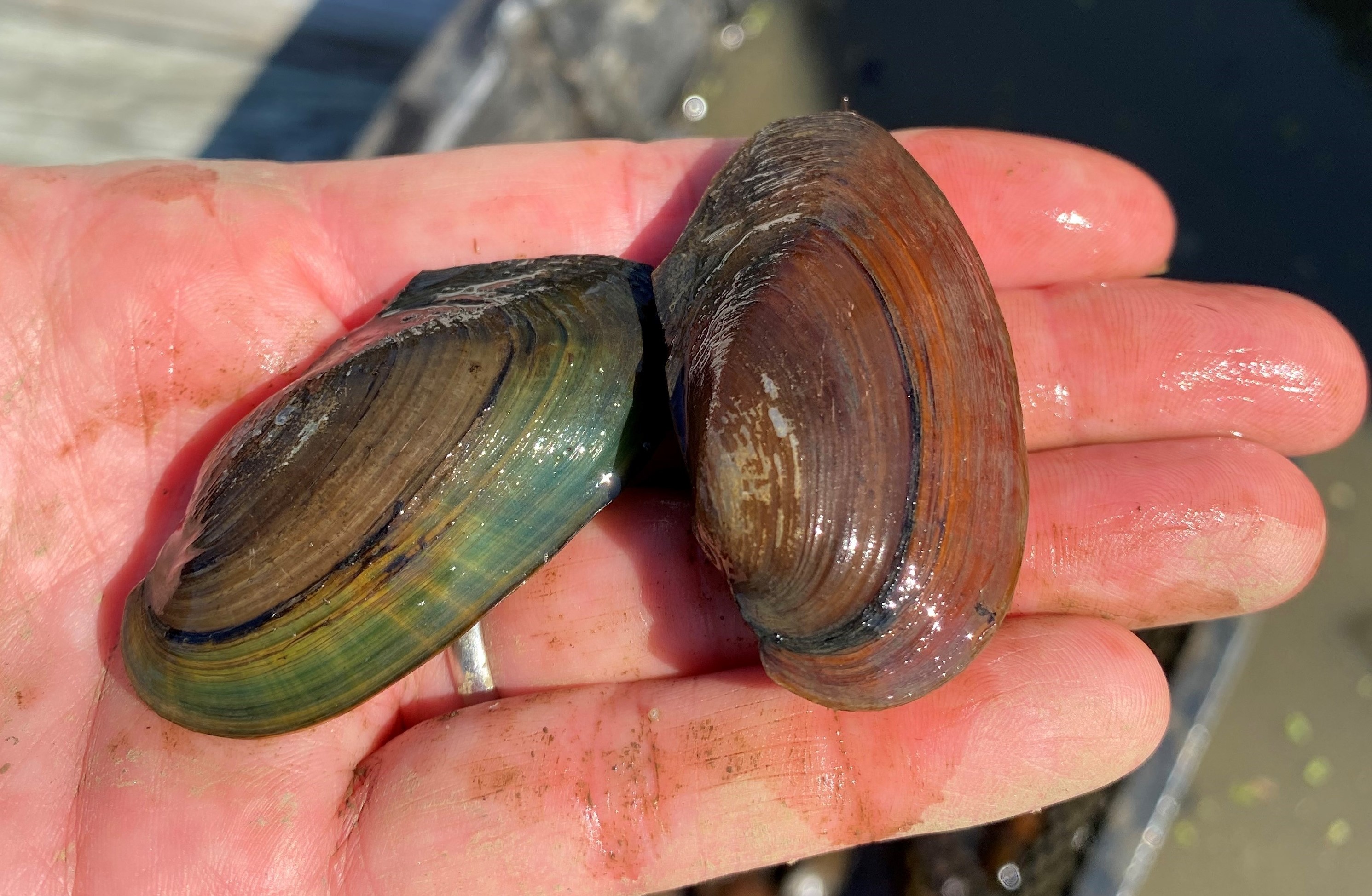 In partnership with the Anacostia Watershed Society, young freshwater mussels are being monitored on JBAB. The mussels are regularly monitored and their growth is recorded and compared to other mussel nurseries in the region. Once at an adequate size, the mussels will be transferred to their permanent home on mussel reefs in the Potomac and Anacostia Rivers.